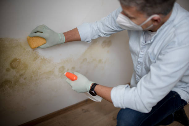 Best Industrial Mold Remediation  in Josephine, TX